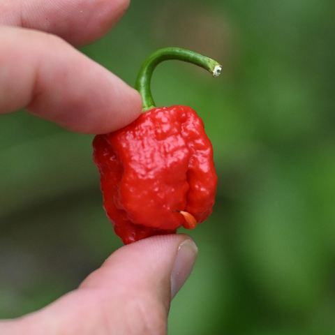a squat wrinkly bright red pepper with a little curvy tail 

these bad bois will hit 1.6M Scoville Heat Units