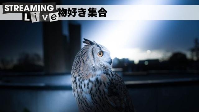 少しだけ雑談配信🎙🦉動物好き集会所