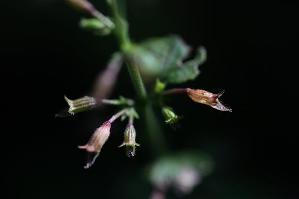 Several reddish-purple calyces grows around the stem of a mint-family weed. They are bright and colorful like a sparkling firework.