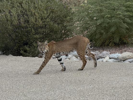 A bobcat walking across a paved area with its head turned toward the camera. The animal has a reddish-brown coat with black spots and a short, black-tipped tail. It is surrounded by desert vegetation and rocks.