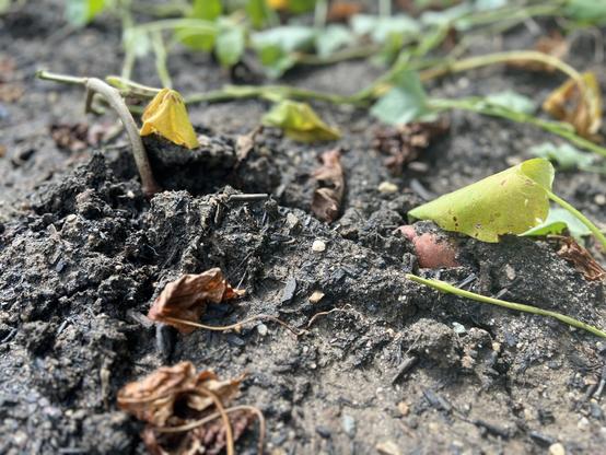 The image shows a patch of soil featuring a sprouting plant with a yellowing leaf and some small, brown, dried leaves scattered around. Part of a root vegetable, likely a sweet potato, is partially visible in the soil.