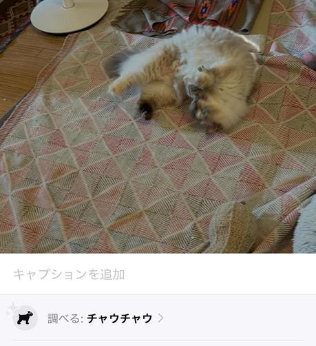長毛の白い猫が転がってる写真。「調べる:チャウチャウ」と出ている