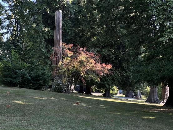 A bush with red leaves catches low morning light.
