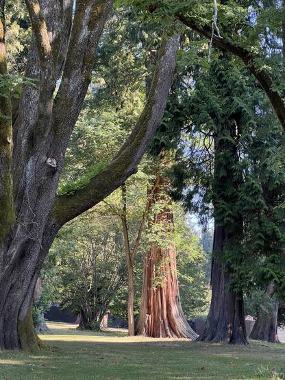 The trunk of a tallish coniferous tree catches early morning light.