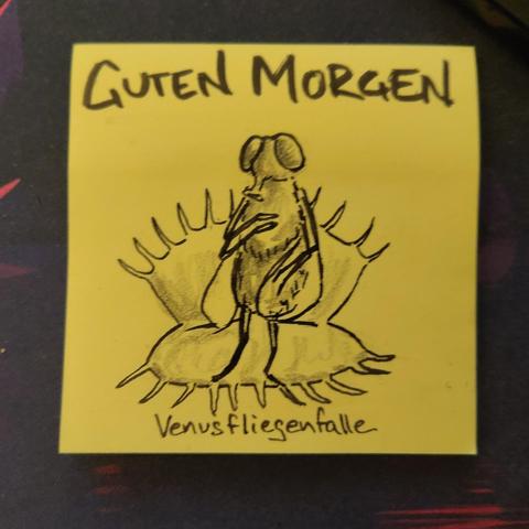 Auf einer gelben Haftnotiz steht "guten morgen"
Darunter ist eine Fliege abgebildet, die in der Körperhaltung der Venus von Sandro Botticelli im Gemälde "die Geburt der Venus" nachgeahmt ist. Statt wie das Orginal in einer Muschel zu stehen, steht die Fliege in einer Vemusfliegenfalle.