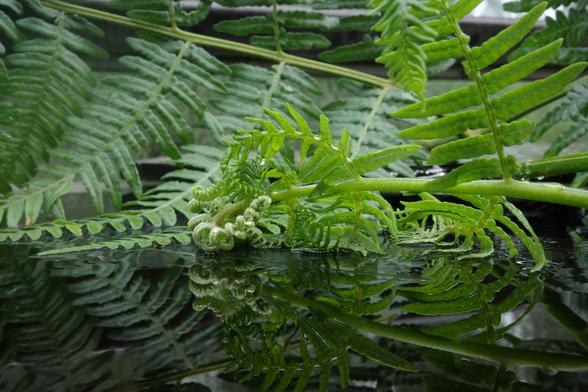 A young, rain-soaked bracken leaf, still light green at the tip, has been placed on wet black glass shards. The background is a mature, rich green, older Pteridium aquilinum leaf and shards. Part of the reflection caused by the black glass is captured in the lower part of the image.