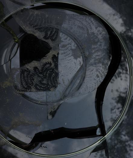 The bracken fern has left its mark on your piece of glass. Sahara sand has settled on it and the piece. When I disposed of it, I could see the pretty pattern that had emerged thanks to my carelessness. I placed a glass cylinder without bases on top of this and other pieces of black glass. The silhouettes of the camera, the top rim of the cylinder, and a transparent piece of glass, which I need because the camera is a bit too small, are visible. The parts of the shards that are in shadow appear black, the remaining shards white. Much of the bottom rim of the cylinder is also in the frame.