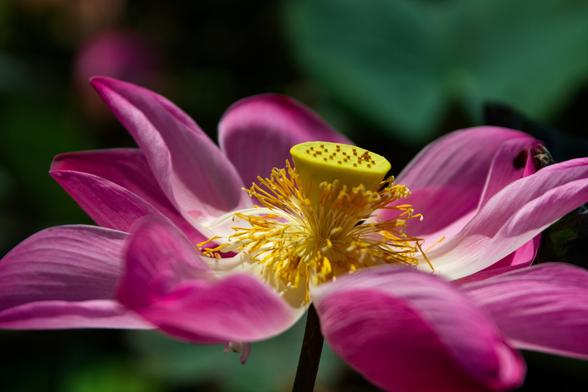 Pink lotus flower in zoom