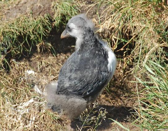 A puffin chick, called a "puffling," ventures out of its burrow and stands with its back to the camera.  As an adult, it will develop an adult's wide, colorful beak, smooth, bright black-and-white feathers, and bright orange legs and feet, but for the moment, it is still sporting fuzzy grey down on its head and lower body, its coloration is overall grey with some white, and it's barely identifiable as a puffin.

The photographer is T. Müller.