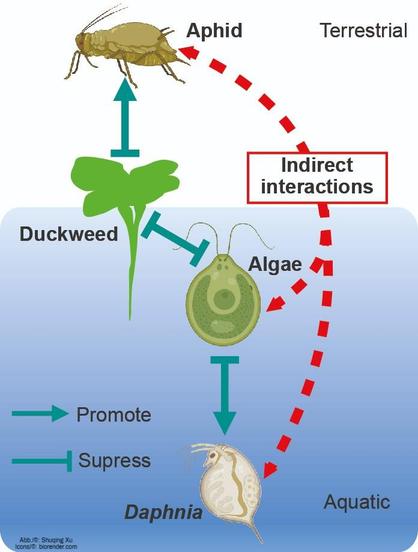 Organismen in terrestrischen und aquatischen Lebensräumen können sich durch indirekte ökologische Effekte beeinflussen. (Abb./©: Shuqing Xu // Icons/©: biorender.com)