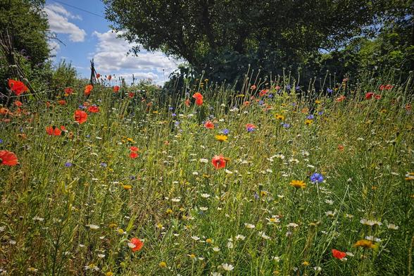 A vibrant and colourful wildflower meadow under a bright blue sky with scattered clouds. The field is filled with tall grasses, red poppies, blue cornflowers, and white daisies, creating a tapestry of colours. A large, leafy tree stands in the background, partially obscuring the sky. The overall scene is bright and full of life, capturing the essence of a beautiful summer's day.