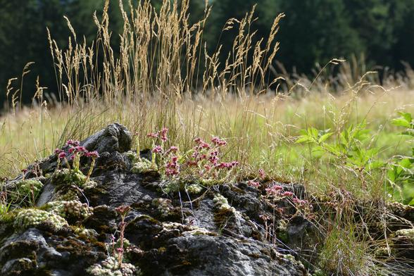 A detailed view of a rocky outcrop in a sunlit alpine meadow. The rock is partially covered with mosses and several clusters of pink, star-shaped flowers belonging to mountain houseleeks (Sempervivum montanum, German: Berg-Hauswurz). These hardy succulent plants form rosettes and are well adapted to dry, stony environments. Around the rock, tufts of tall golden grasses (Poaceae, German: Süßgräser) rise up, swaying gently in the breeze. In the background, a softly blurred tree line marks the edge of a dense forest, creating a tranquil contrast between the open meadow and shaded woodland.
