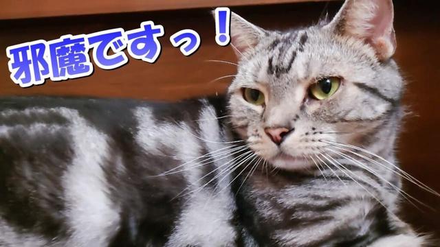 ソラさん邪魔です！落ち猫（アメリカンショートヘア）