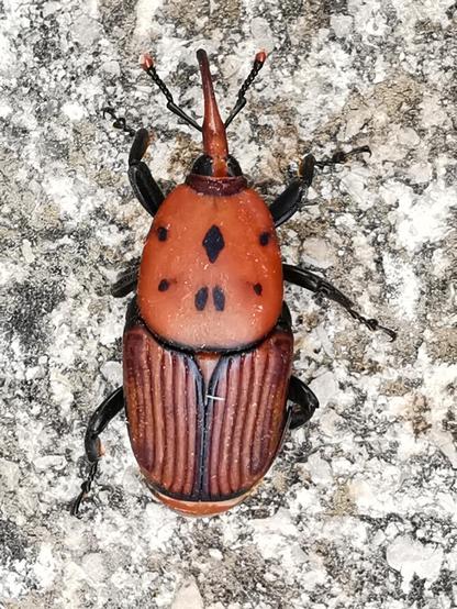 Primer plano de un escarabajo picudo. Se ve la pequeña trompa y el caparazón naranja oscuro con unas marcas negras simétricas y los helitros con textura rayada