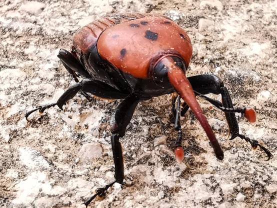 Primer plano de un escarabajo picudo. Está parado sobre una piedra. Se ve la pequeña trompa en primerísimo plano, las patas y el caparazón naranja oscuro con unas marcas negras simétricas.