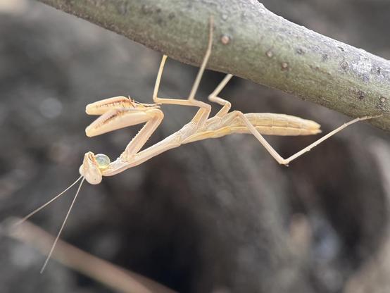 A tiny female mantis (6 segments on the abdomen - males have 8) has jumped from the carob branch where she was on to my hand