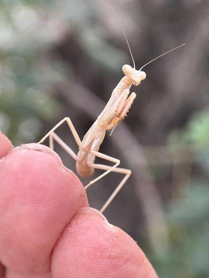 A tiny female mantis (6 segments on the abdomen - males have 8) has jumped from the carob branch where she was on to my hand