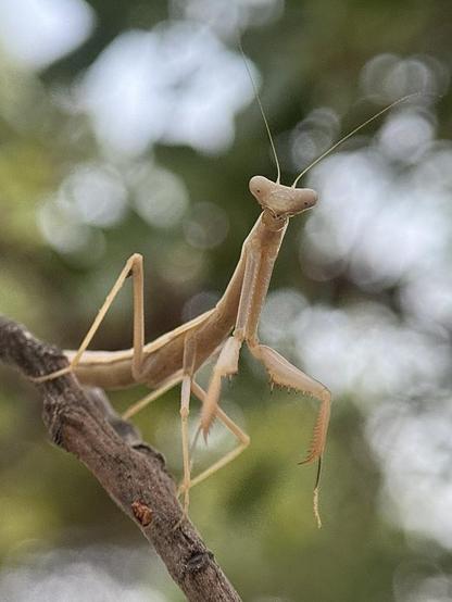 A tiny female mantis (6 segments on the abdomen - males have 8) has jumped from the carob branch where she was on to my hand