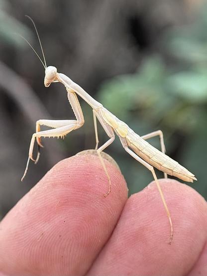 A tiny female mantis (6 segments on the abdomen - males have 8) has jumped from the carob branch where she was on to my hand