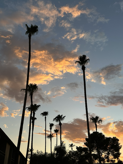 Tucson sunset with palm trees