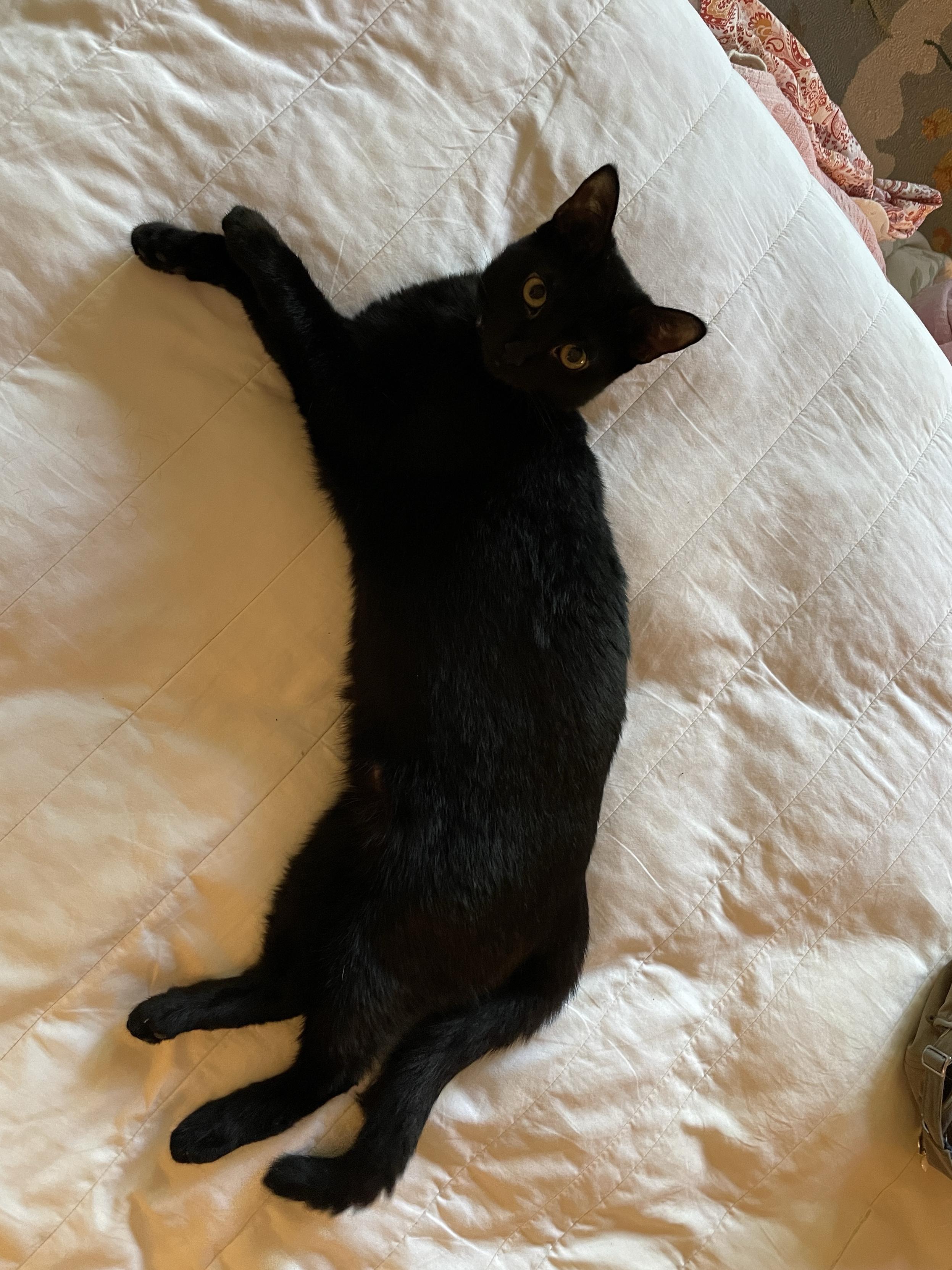 A black cat lies in an extravagantly long stretch across an unmade bed with a white mattress pad. Her yellow eyes and very pointy ears stand out in her otherwise featureless dark face as she looks casually towards the camera, waiting for the bed making game to recommence.