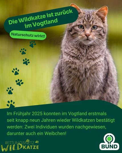 Eine Europäische Wildkatze sitzt aufmerksam im Gras. Daneben eingeblendeter Text: „Die Wildkatze ist zurück im Vogtland – Naturschutz wirkt!“. Unten im Bild wird erklärt, dass im Frühjahr 2025 erstmals seit knapp neun Jahren wieder Wildkatzen im Vogtland nachgewiesen wurden – zwei Tiere, darunter ein Weibchen.