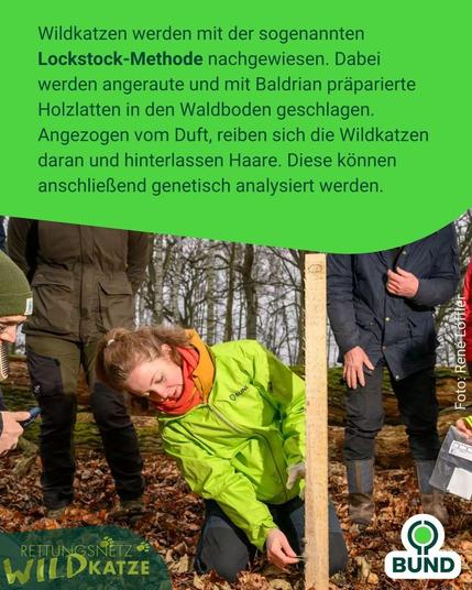 Eine Frau in grüner BUND-Jacke kniet im Wald und untersucht einen angerauten Holzpfahl, den sogenannten Lockstock. Zwei weitere Personen stehen daneben. Eingeblendeter Text erklärt die Methode: Mit Baldrian präparierte Holzlatten locken Wildkatzen an, die sich daran reiben und Haare hinterlassen, die anschließend genetisch analysiert werden.