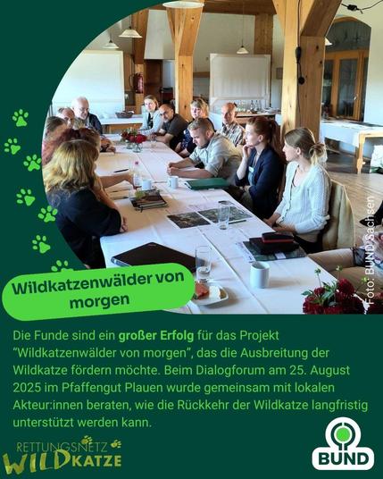 Eine Gruppe von rund 15 Personen sitzt an einem langen Tisch in einem hellen Raum mit Holzbalken. Sie diskutieren über das Projekt „Wildkatzenwälder von morgen“. Eingeblendeter Text betont den Erfolg des Projekts und erklärt, dass beim Dialogforum am 25. August 2025 in Plauen gemeinsam über Maßnahmen zur Unterstützung der Wildkatze beraten wurde.
