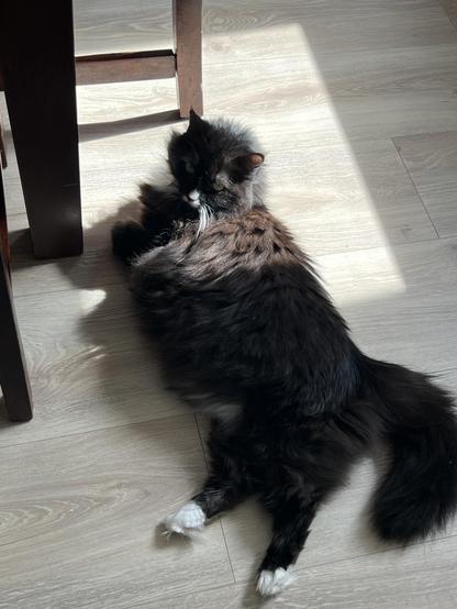 black fluffy cat lying on the floor, she’s partially lit by the sun coming through the window. the part that’s in the light looks more brown