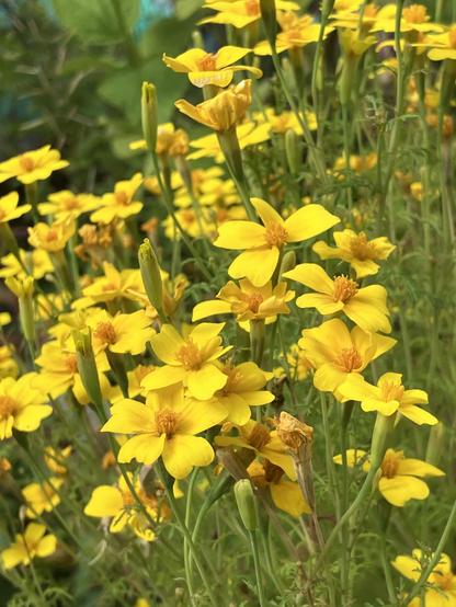 Closeup of a scattered clump of about 30-50 small bright yellow Lemon drop. Reach flower on top of a single green stalk has five short and wide bright yellow petals. They have a shape similar to a wide version of the standard drawn heaters shape. A small tight bunch of yellow stalks are in the middle of each flower.
