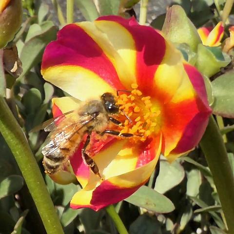 Honey Bee on a portulaca flower
