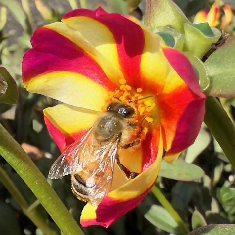 Honey Bee on a portulaca flower
