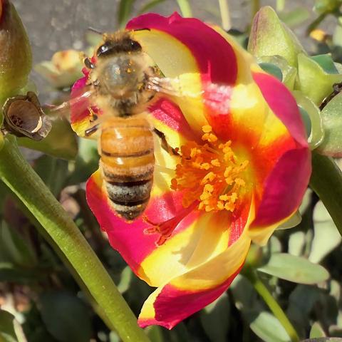 Honey Bee on a portulaca flower
