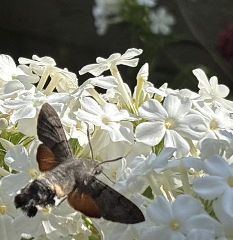 Ein Taubenschwänzchen, Macroglossum stellatarum, fliegt weiße Blüten von Stauden-Phlox an und saugt Nektar.