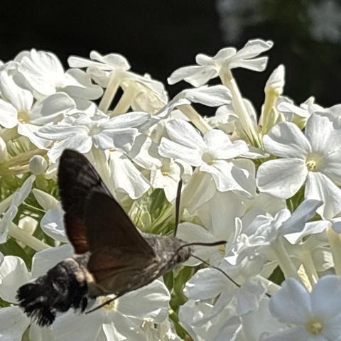 Ein Taubenschwänzchen, Macroglossum stellatarum, fliegt weiße Blüten von Stauden-Phlox an und saugt Nektar.