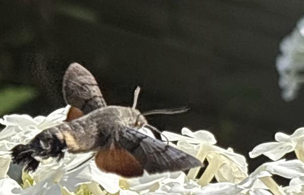 Ein Taubenschwänzchen, Macroglossum stellatarum, fliegt weiße Blüten von Stauden-Phlox an und saugt Nektar.