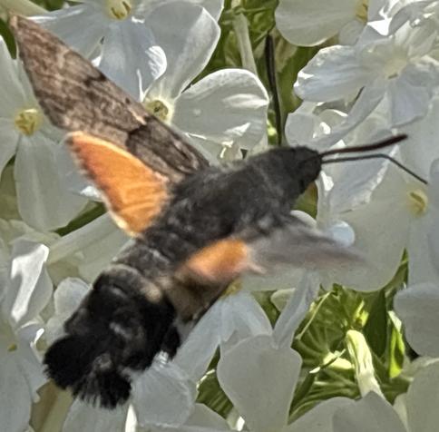Ein Taubenschwänzchen, Macroglossum stellatarum, fliegt weiße Blüten von Stauden-Phlox an und saugt Nektar.