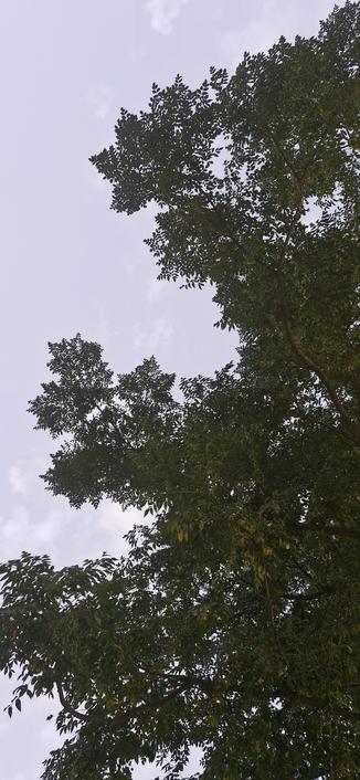 Fotografía donde se ven las ramas de un árbol y el cielo.