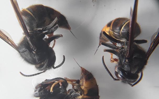 Close-up of three dead Asian hornets lying on their sides, showing black and yellow striped bodies, wings, legs, antennae, and clearly visible big stingers.