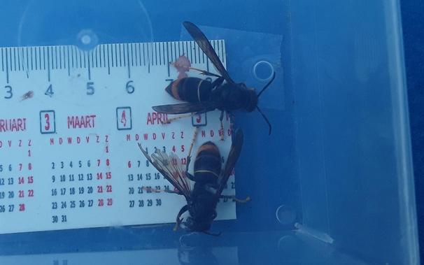 Two hornets placed next to a ruler showing their size. (metric units)