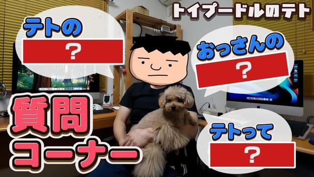【トイプードルのテト】おっさんへの質問は●●が多い‼︎『よく聞かれる質問にお答えするコーナー‼︎』#トイプードル #愛犬 #犬のいる生活 #犬