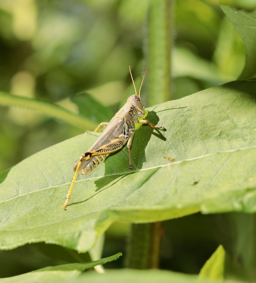 grasshopper