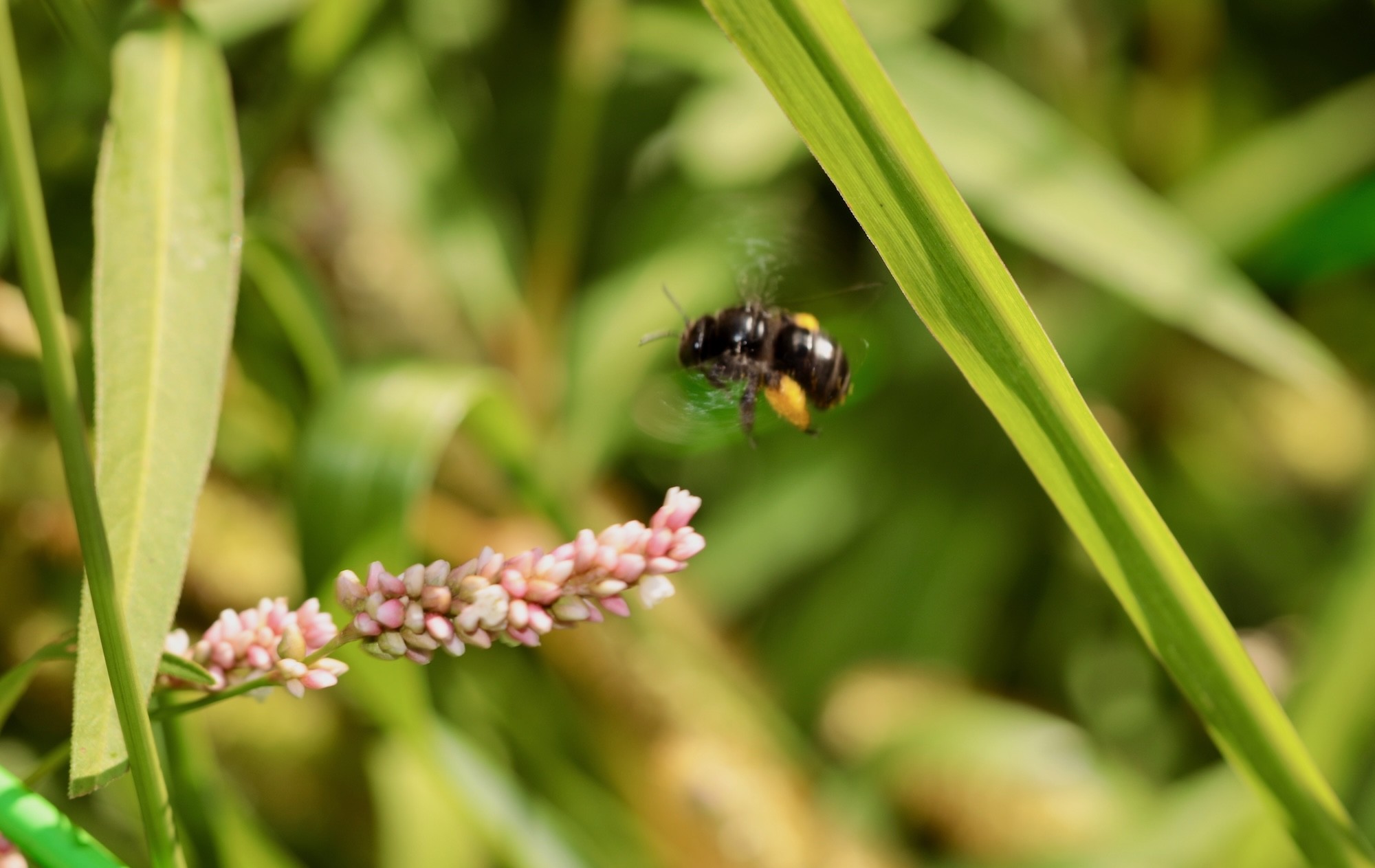 bee