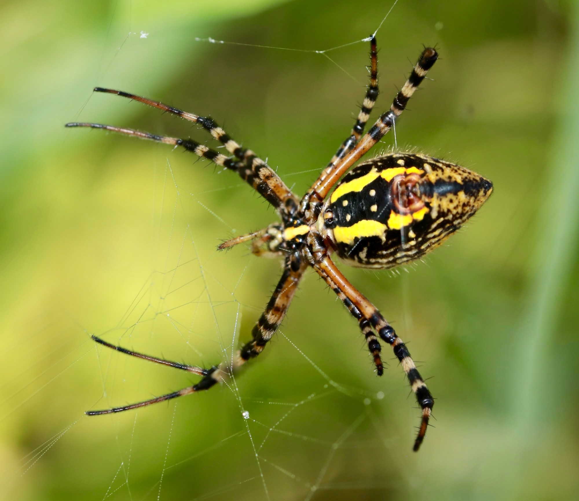 spider!