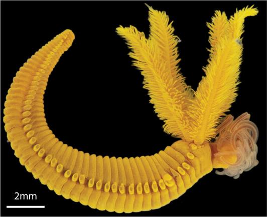 photo of a bright yellow worm with feathery tentacles