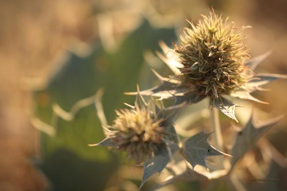 The soft sun rays caress the prickly leaves, a beautiful contrast. Thistles still look beautiful when they have finished flowering, as does this one.