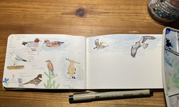Kleines Skizzenbuch mit Vögeln, u.a. Ringdrossel, Fichtenkreuzschnabel, Wiedehopf und Fischadler. Aquarell & Fineliner.