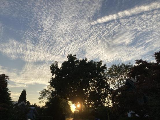Zonsondergang achter een paar grote bomen en een blauwe hemel met dunne wolken