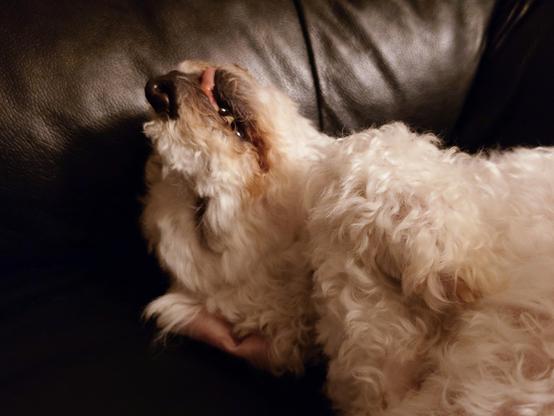 A dog sleeping on his back with tongue sticking out and you can see his fangs

He is a bichon frise (white curly dog)