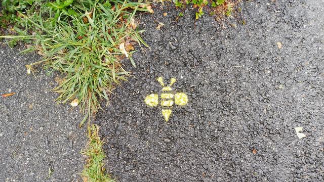 A stencil of a yellow bee on a sidewalk, next to grass which is poking through the cracks.